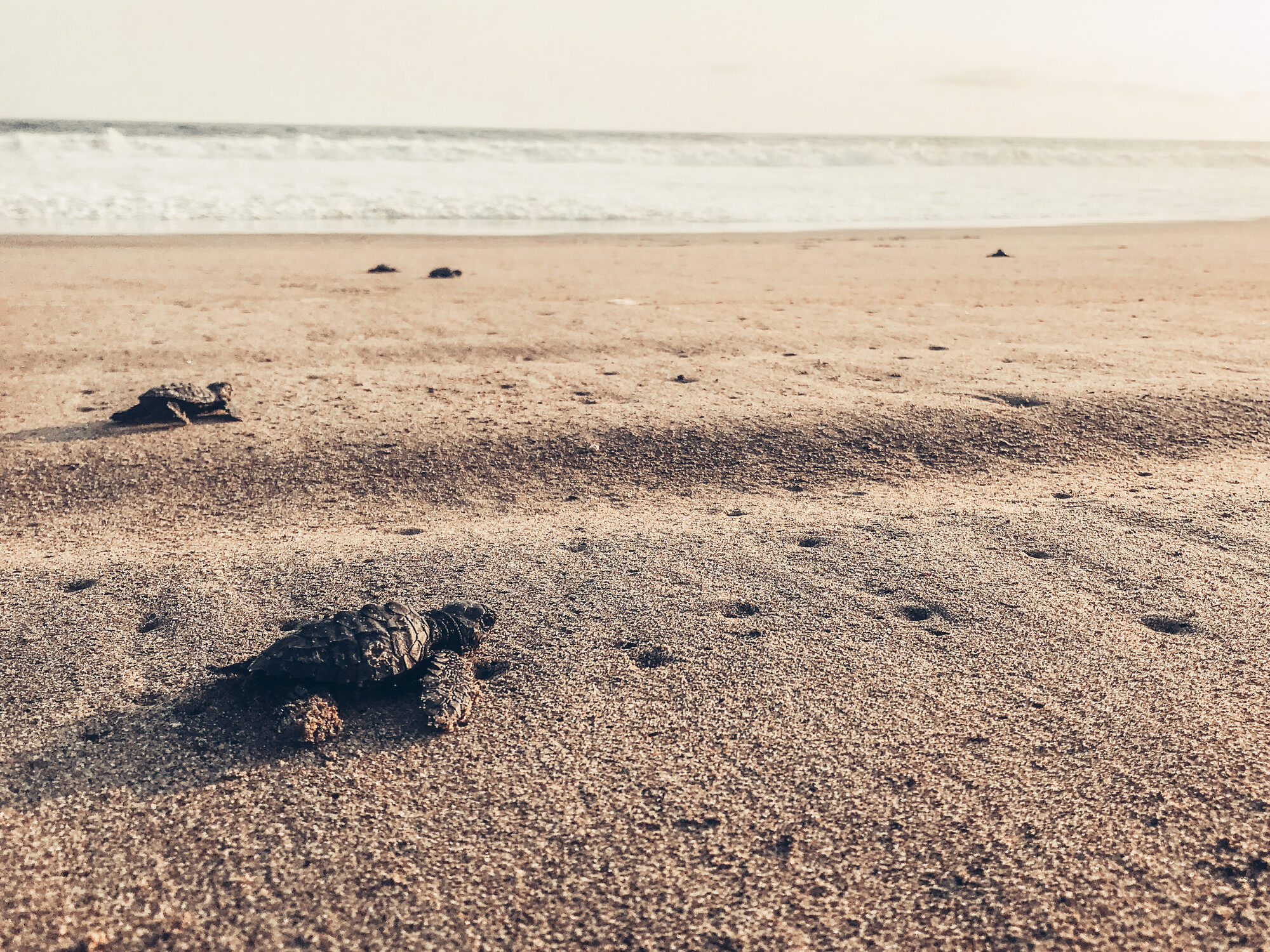 Crías de tortuga marina en Playa Blanca